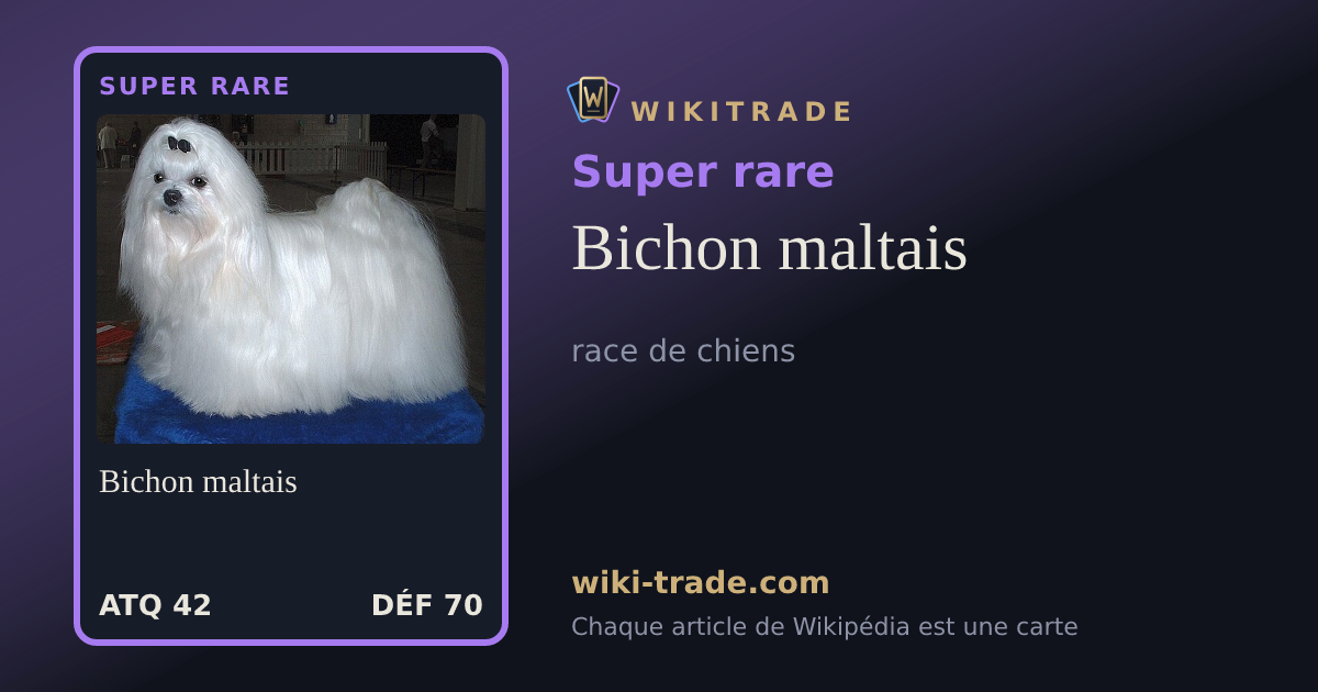 Bichon maltais — carte Super rare