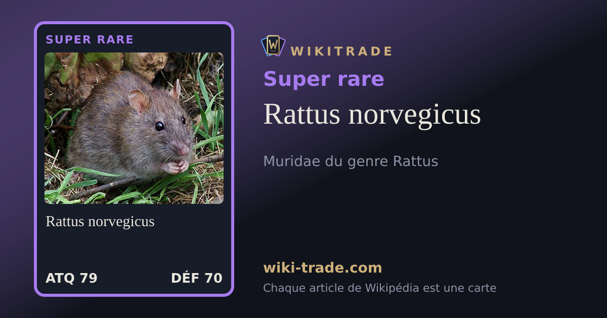 Rattus norvegicus — carte Super rare