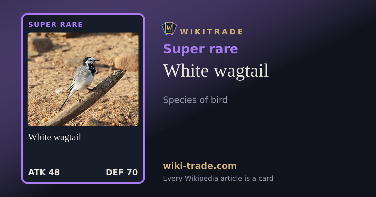 White wagtail — Super rare card