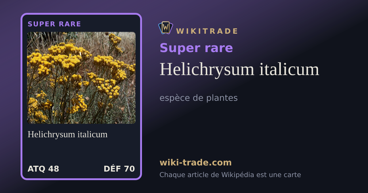 Helichrysum italicum — carte Super rare