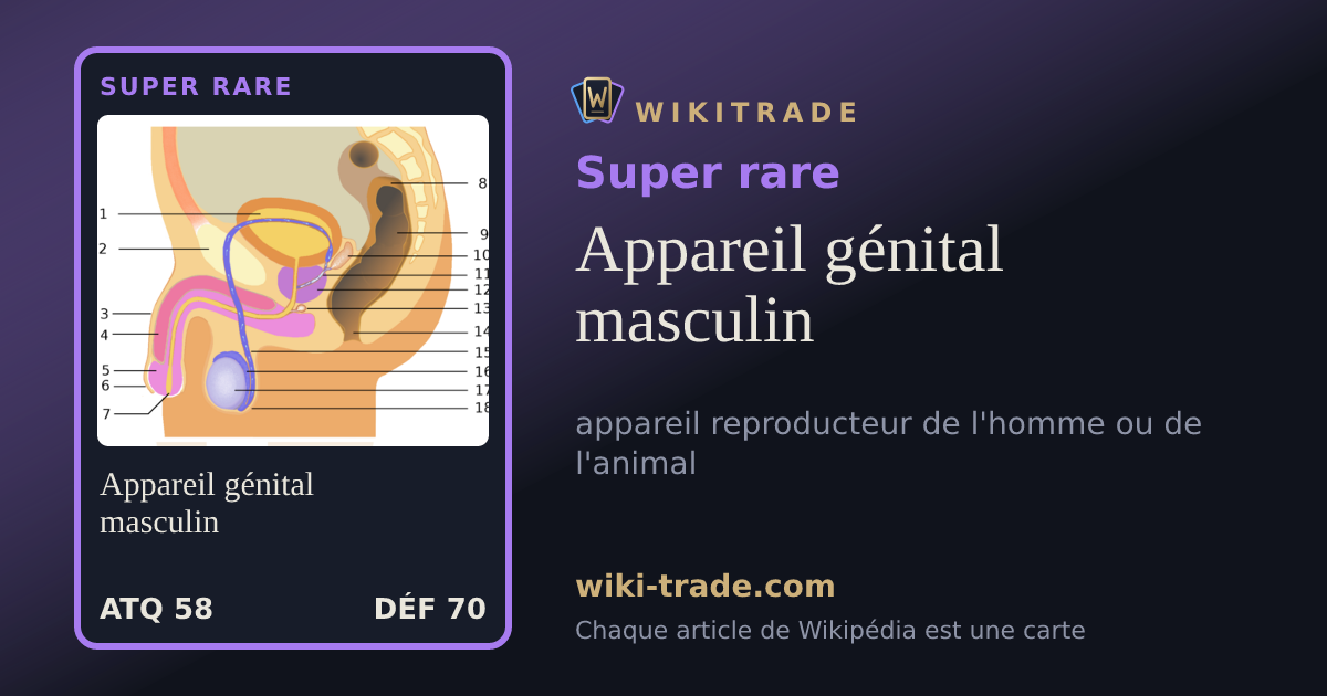 Appareil génital masculin — carte Super rare