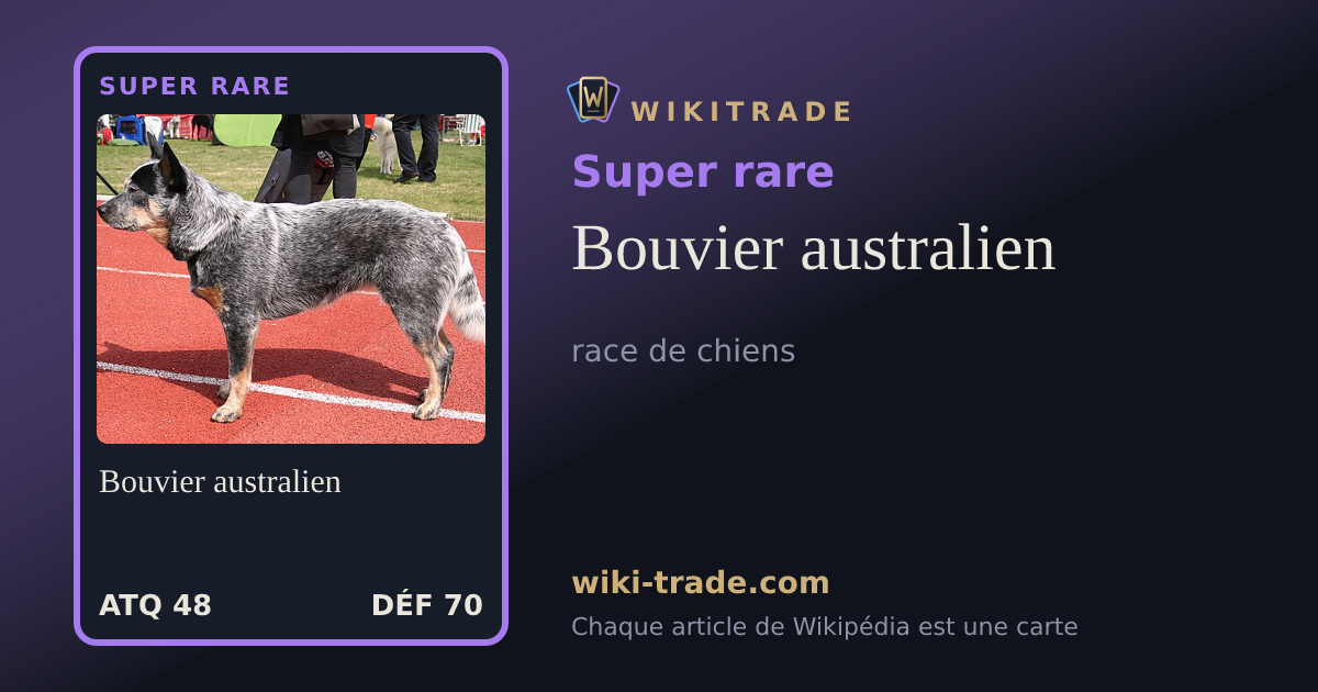 Bouvier australien — carte Super rare