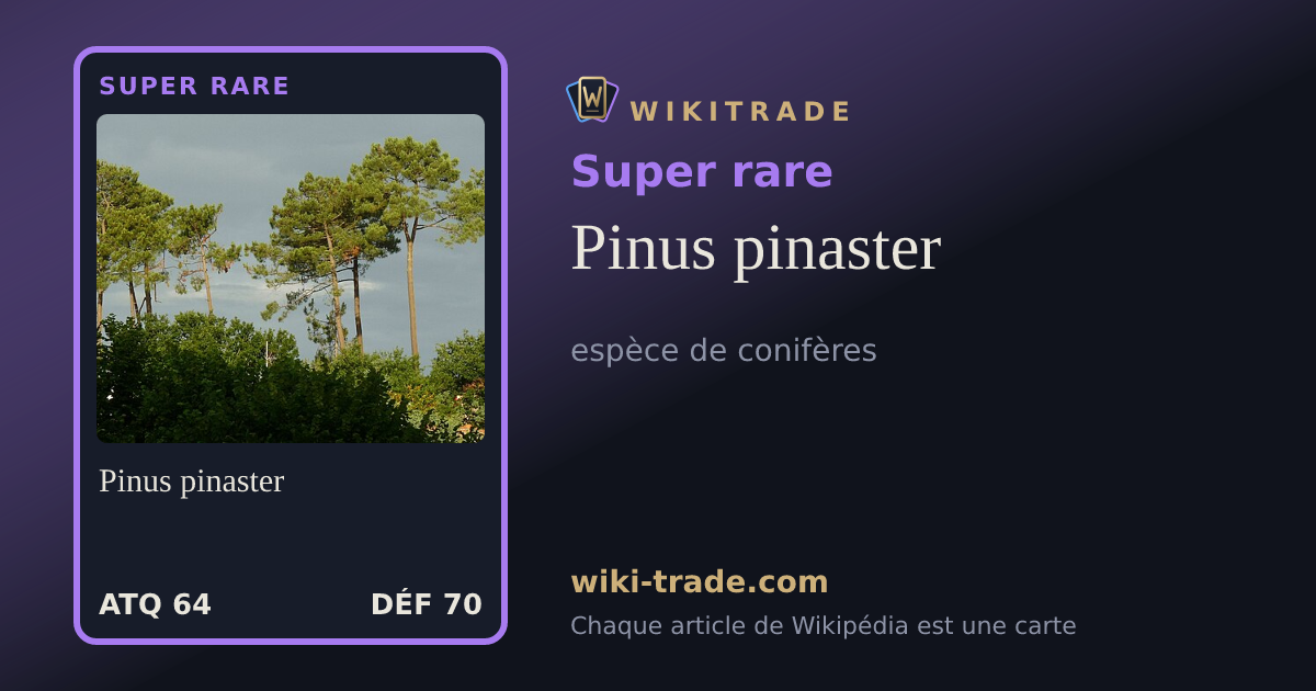 Pinus pinaster — carte Super rare