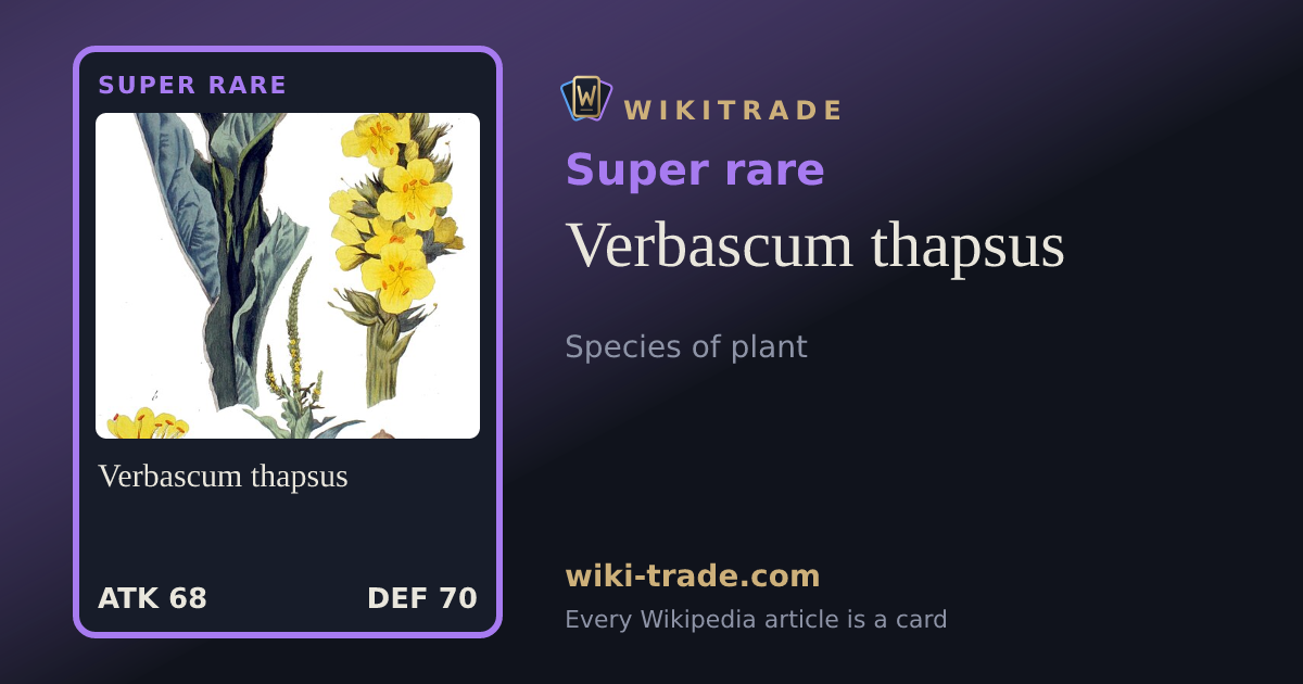 Verbascum thapsus — Super rare card