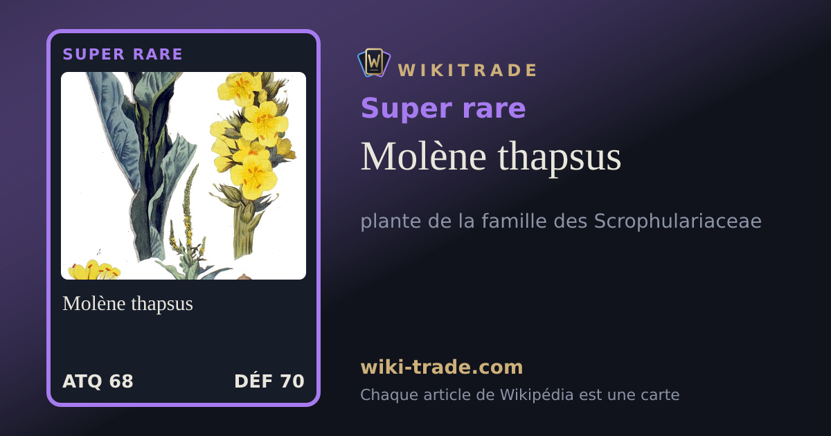 Molène thapsus — carte Super rare