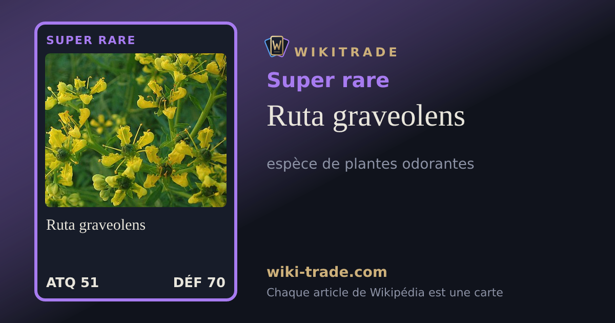 Ruta graveolens — carte Super rare