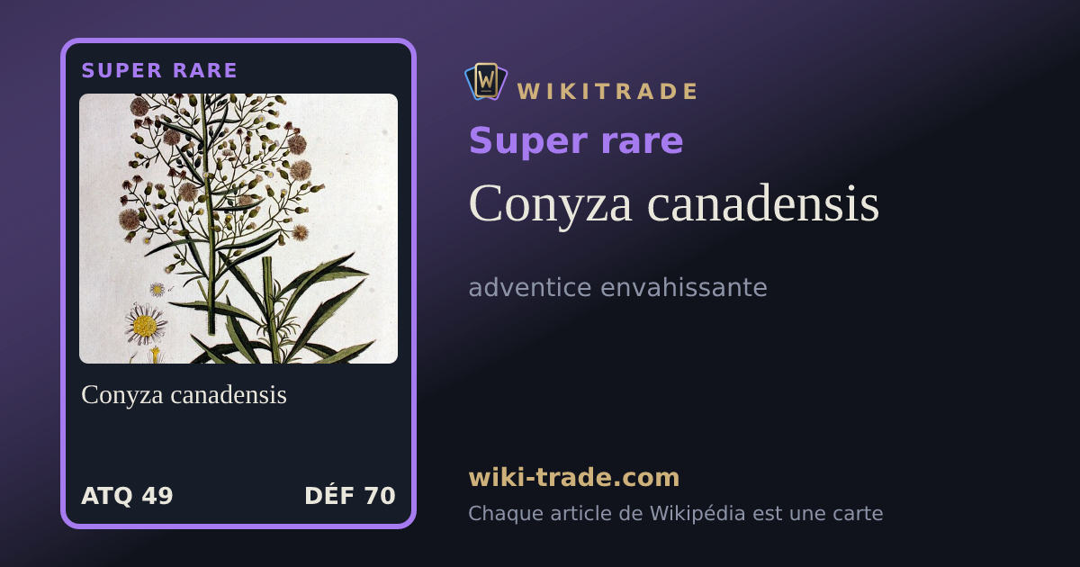 Conyza canadensis — carte Super rare