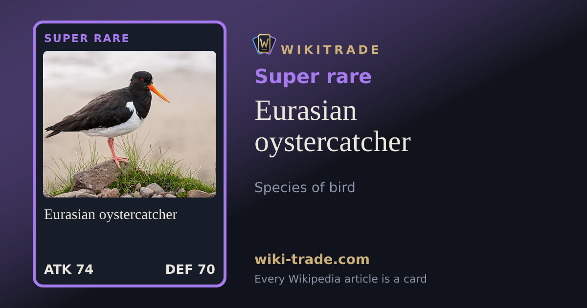 Eurasian oystercatcher — Super rare card